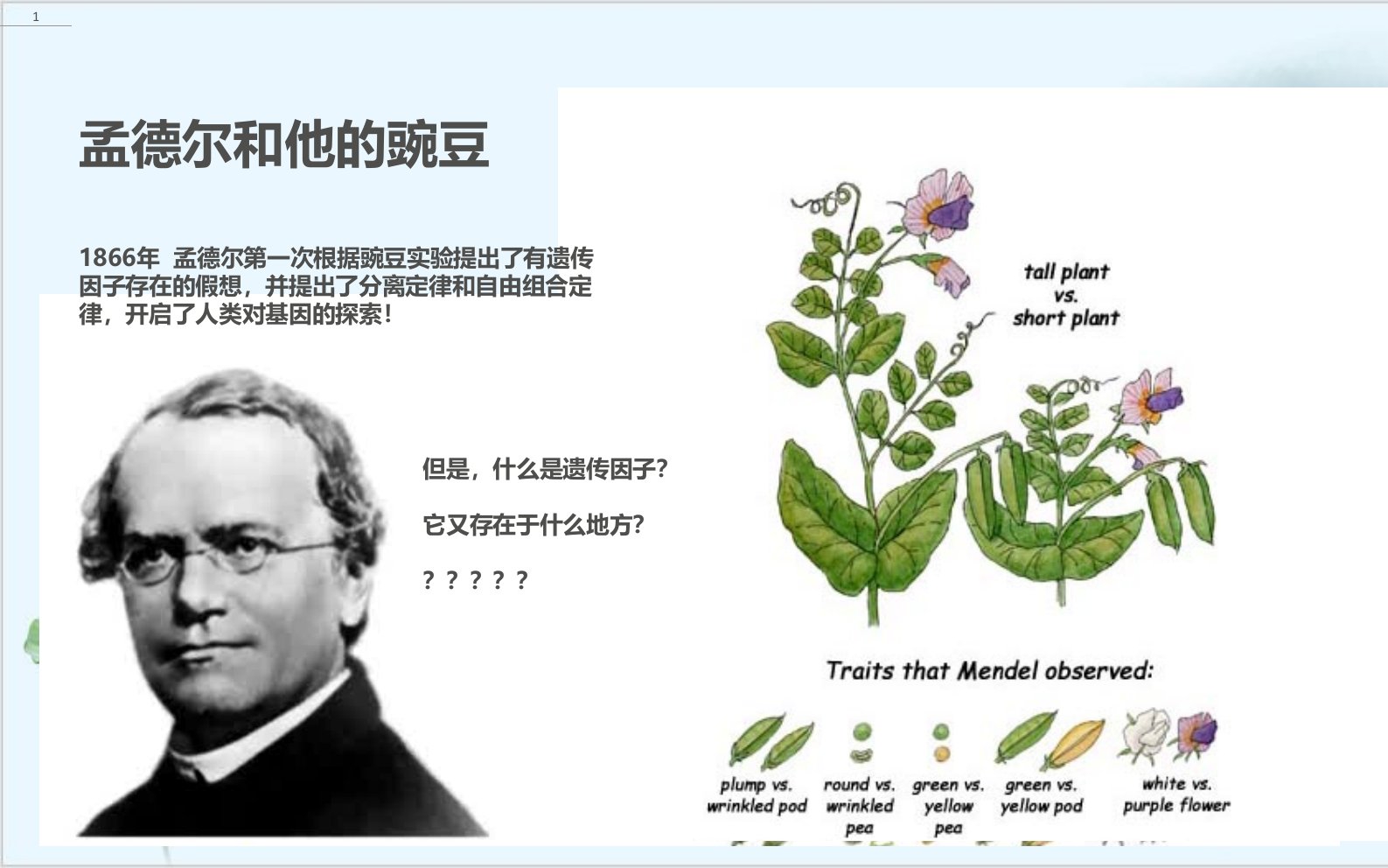 新人教版基因在染色体上ppt完美版课件