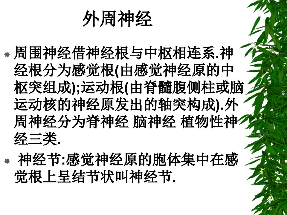 家畜解剖脊神经和脑神经ppt课件