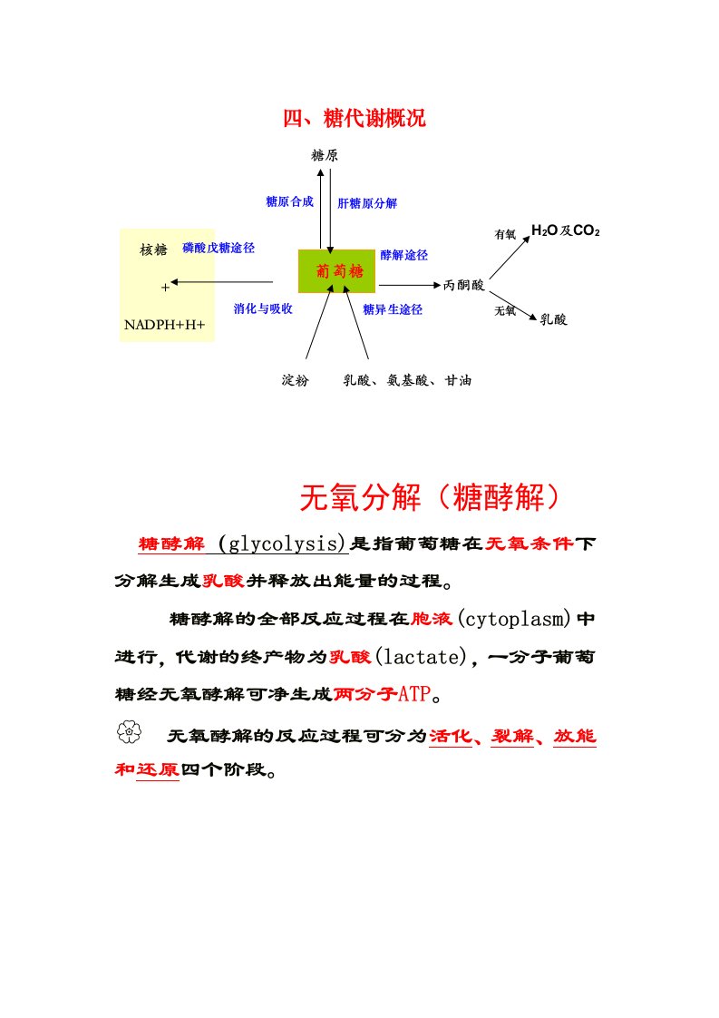 糖酵解特点