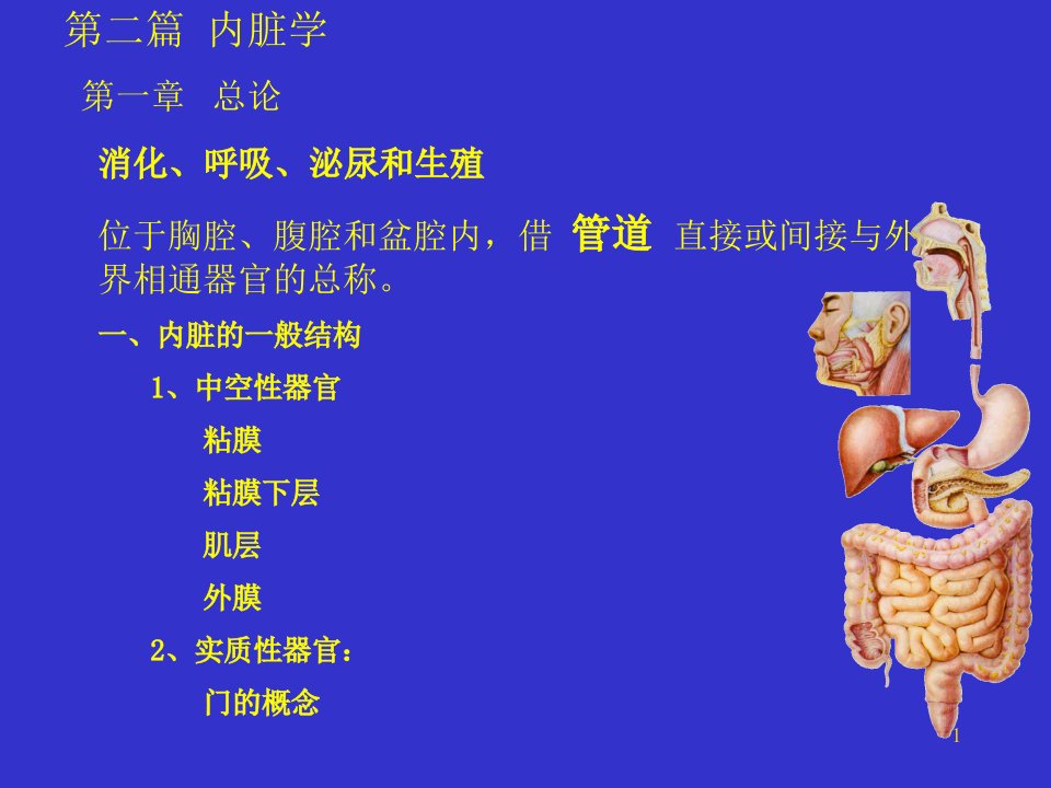 消化系统人体结构学