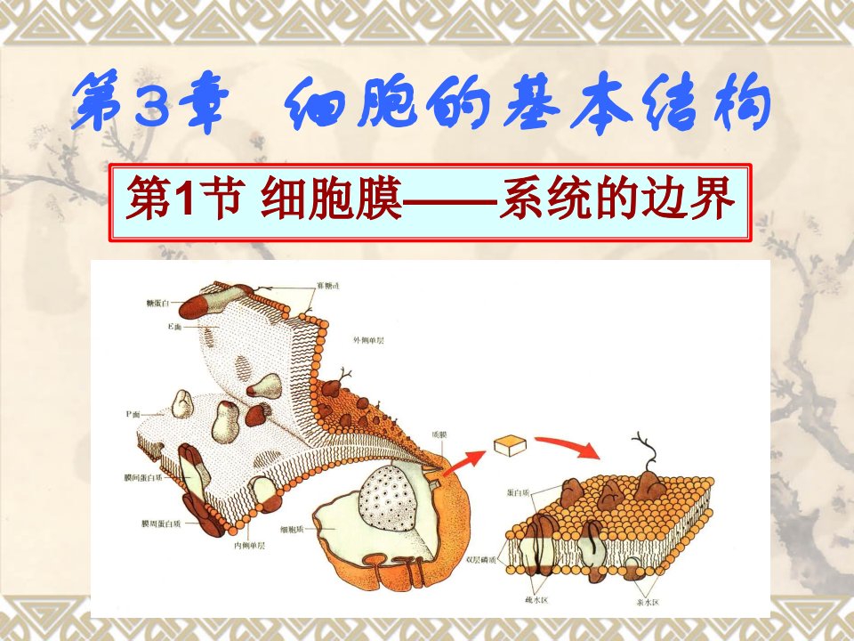 生物细胞膜系统的边界新人教版必修