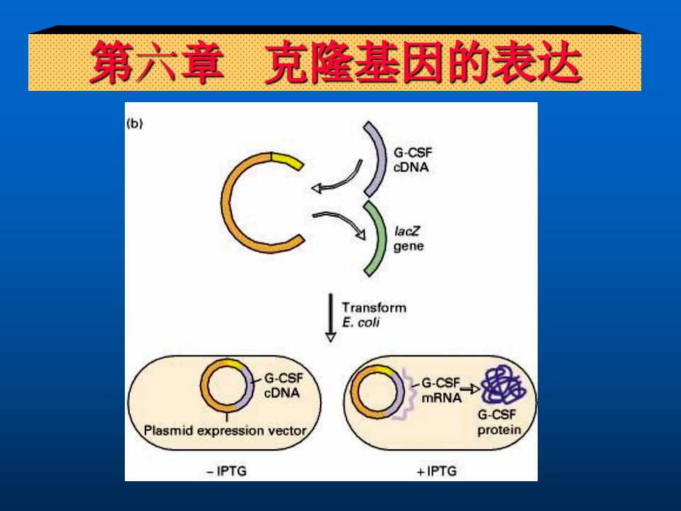 克隆基因的表达