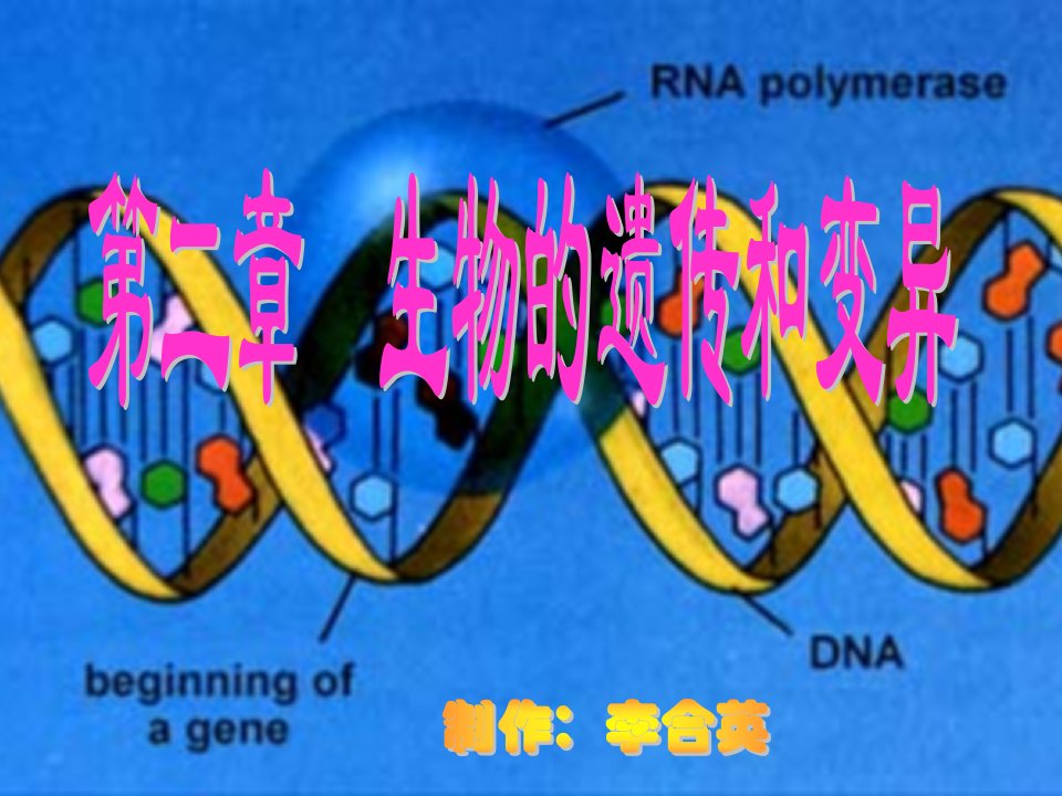 基因对性状的控制