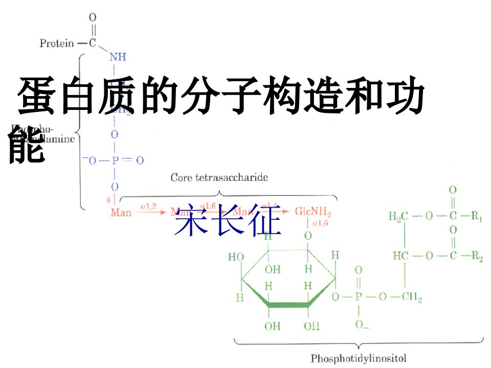 蛋白质的生物学作用ppt课件