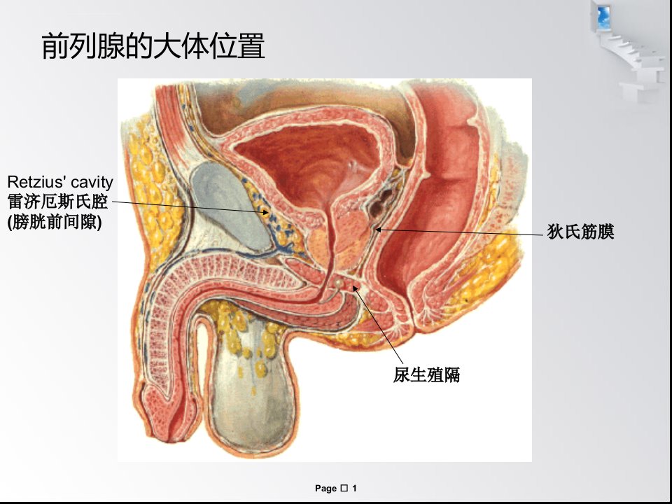 前列腺的局部解剖与前列腺癌根治术ppt课件