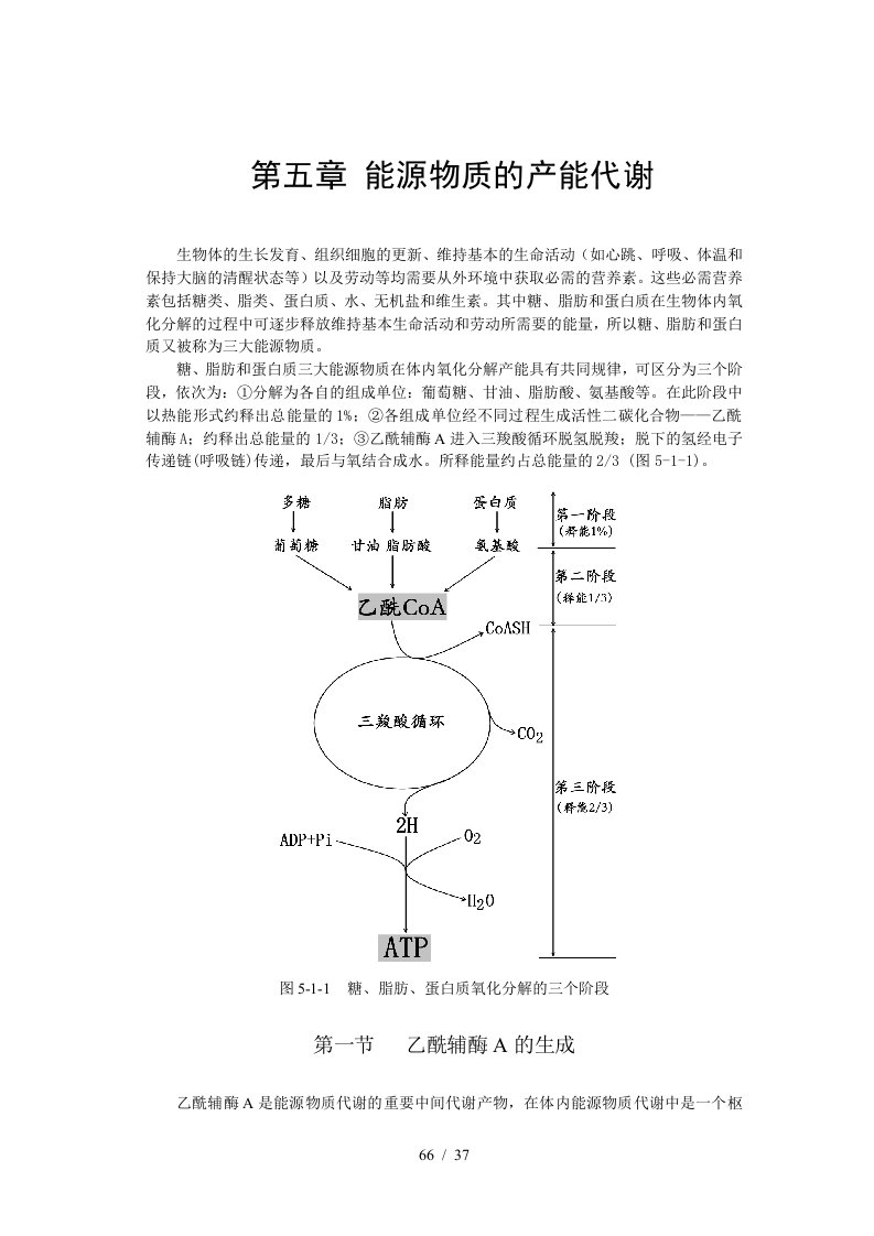 第五章能源物质的产能代谢-第六章