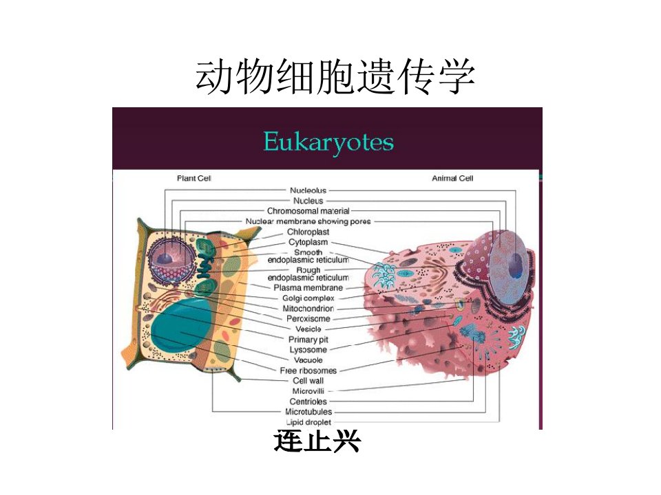 绪论-动物细胞遗传学PPT幻灯片