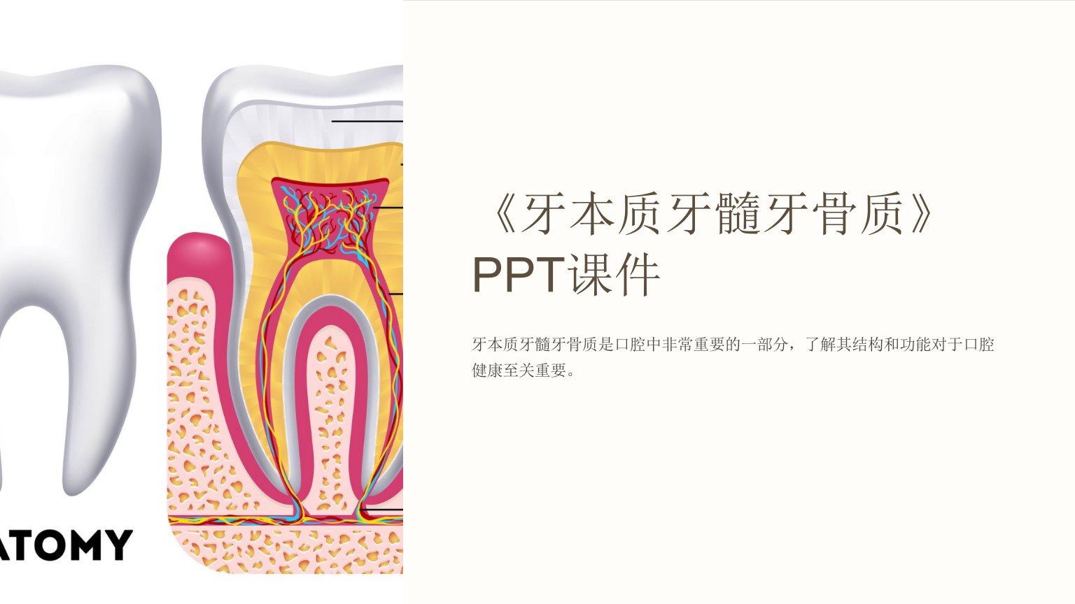 《牙本质牙髓牙骨质》课件