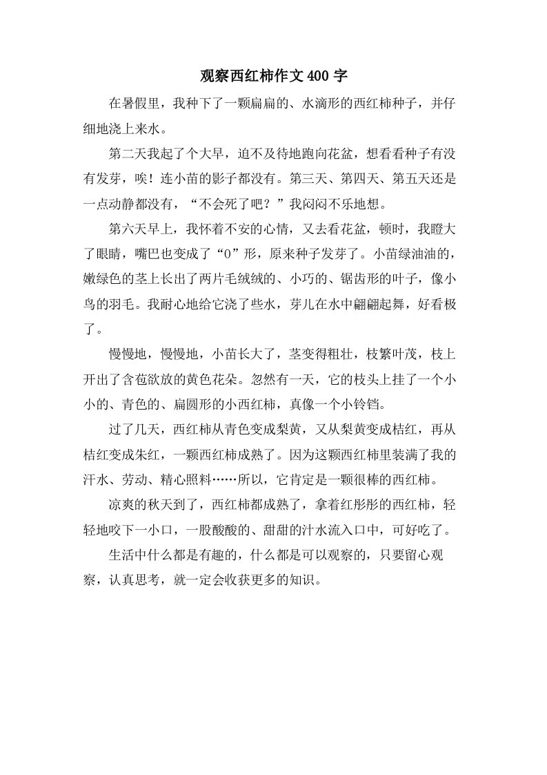 观察西红柿作文400字