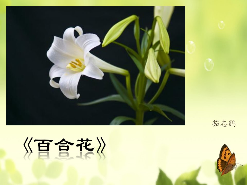 高中语文-茹志鹃《百合花》ppt课件