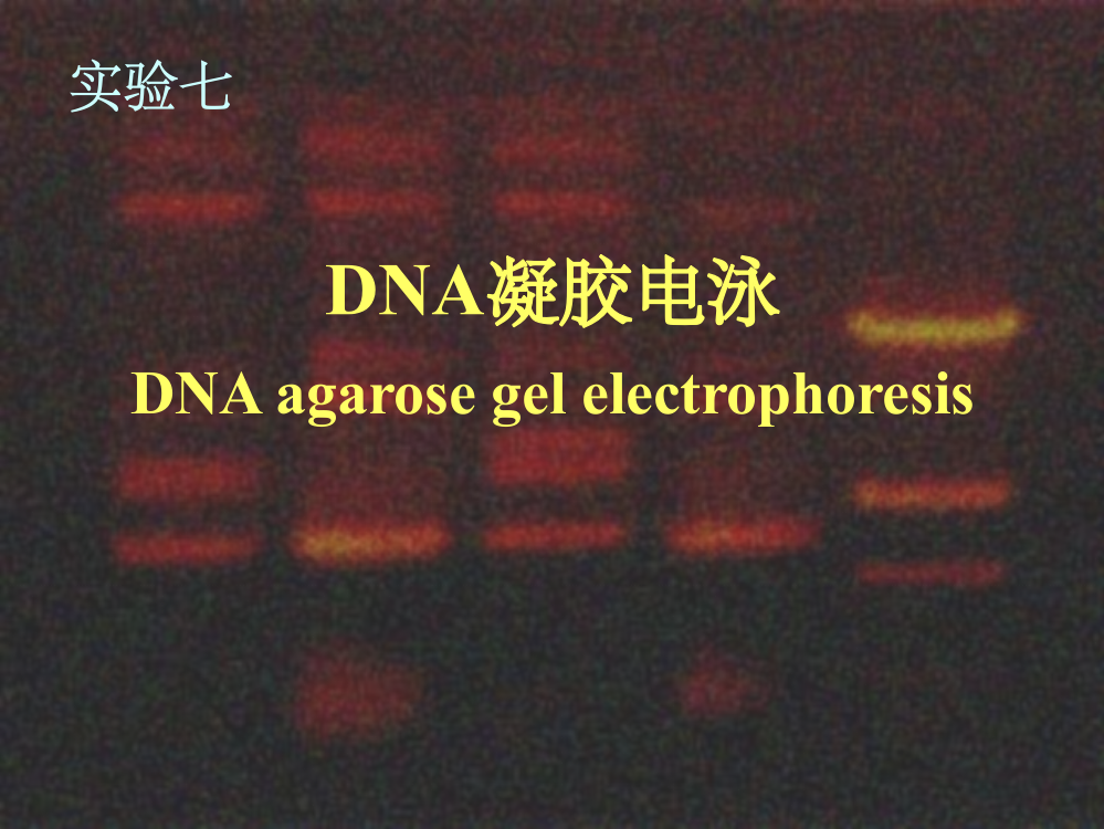 DNA电泳实验步骤ppt课件