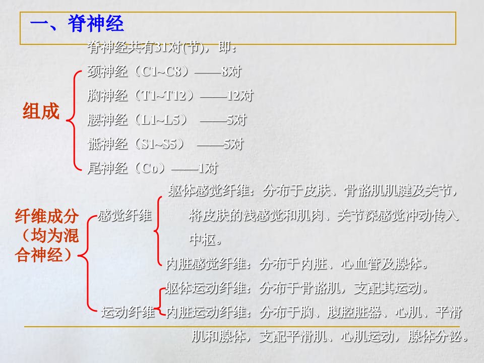 理学第十一章神经系统3周围神经传导路