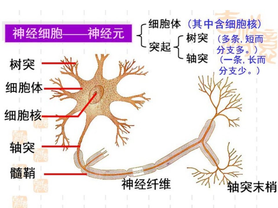 神经系统的调节一轮复习资料