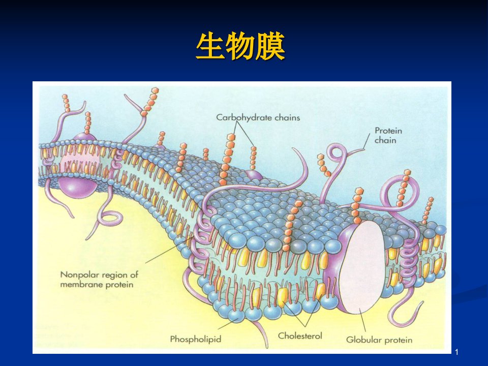 《生物膜》课件