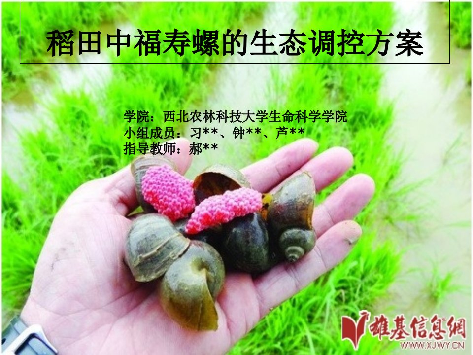 有害生物生态调控--福寿螺防治方案PPT课件