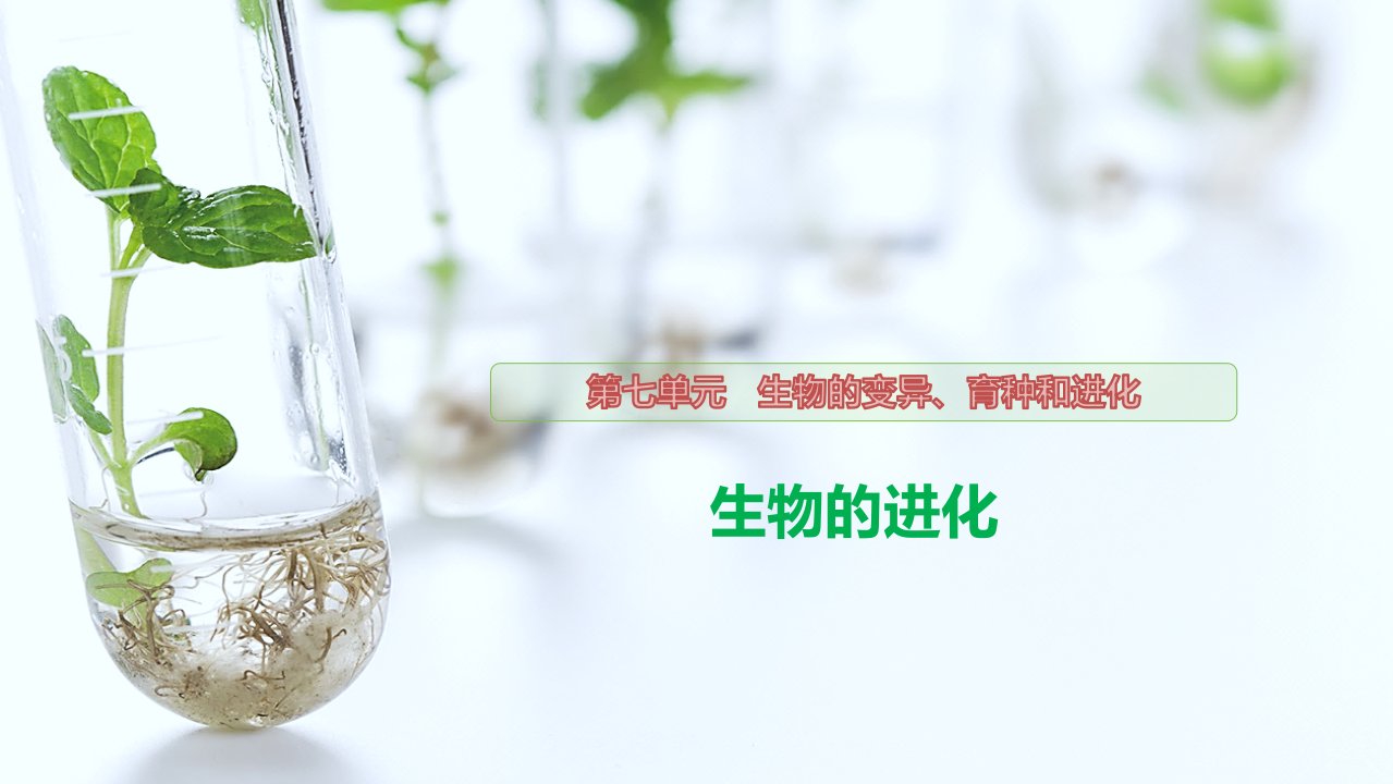 2021届人教版高三生物课件：生物的进化教学