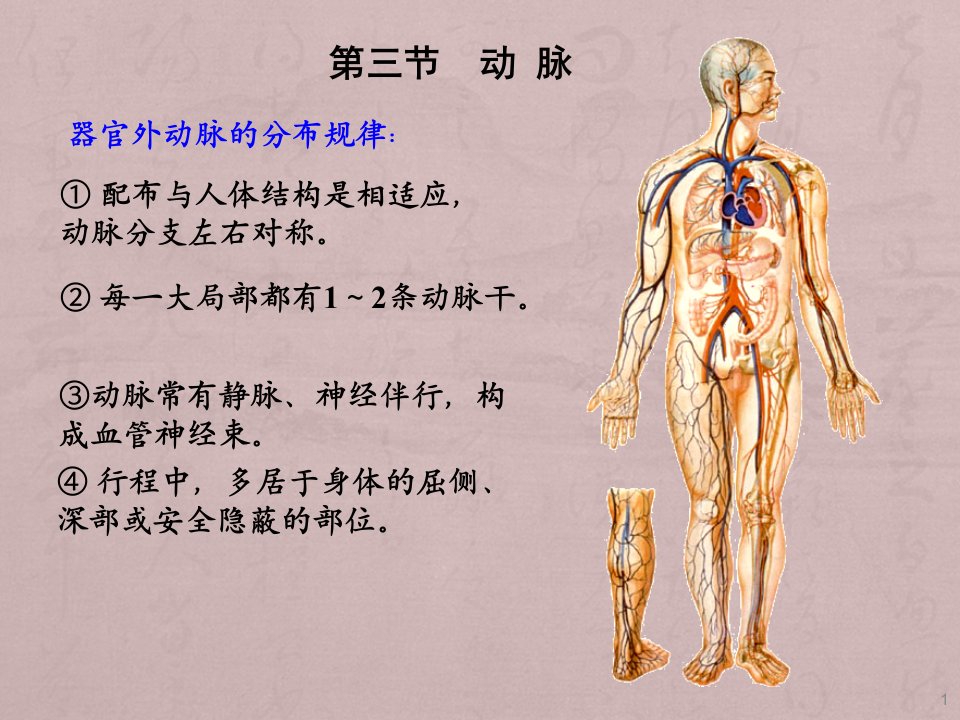 脉管系统动脉ppt课件