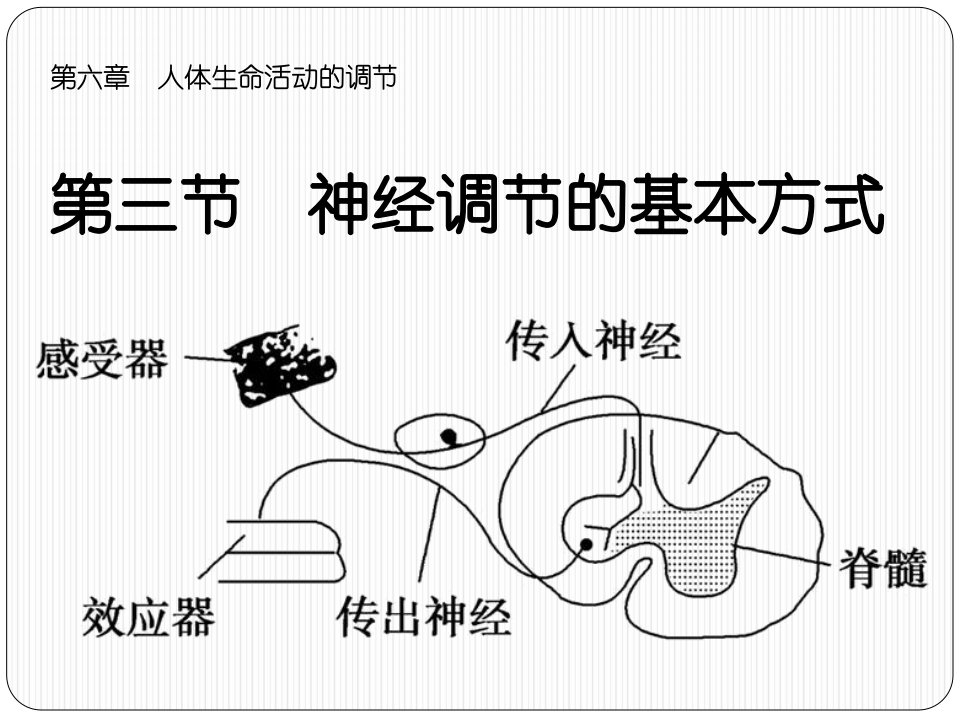 七年级生物下册《神经调节的基本方式》ppt课件