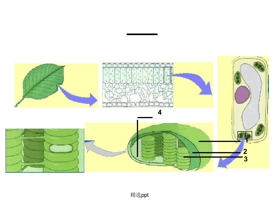 光合作用一光合作用发现史中的经典实验