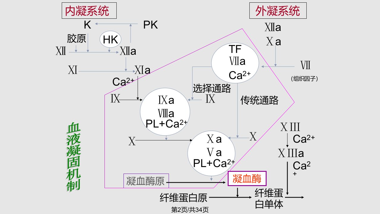 弥散性血管内凝血2