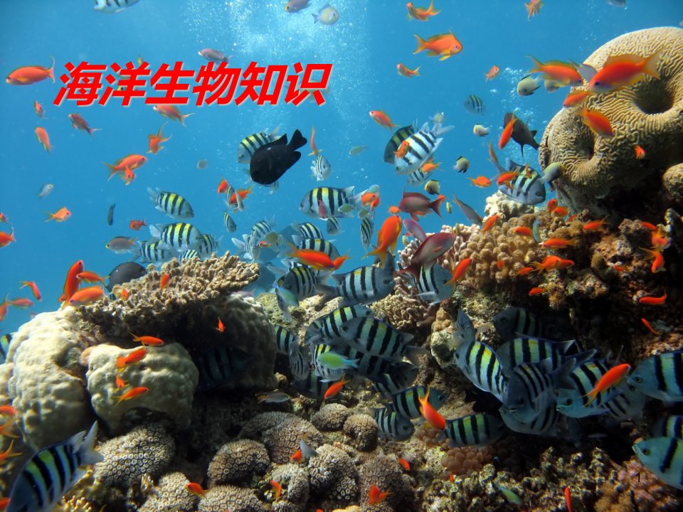 海洋生物知识ppt课件