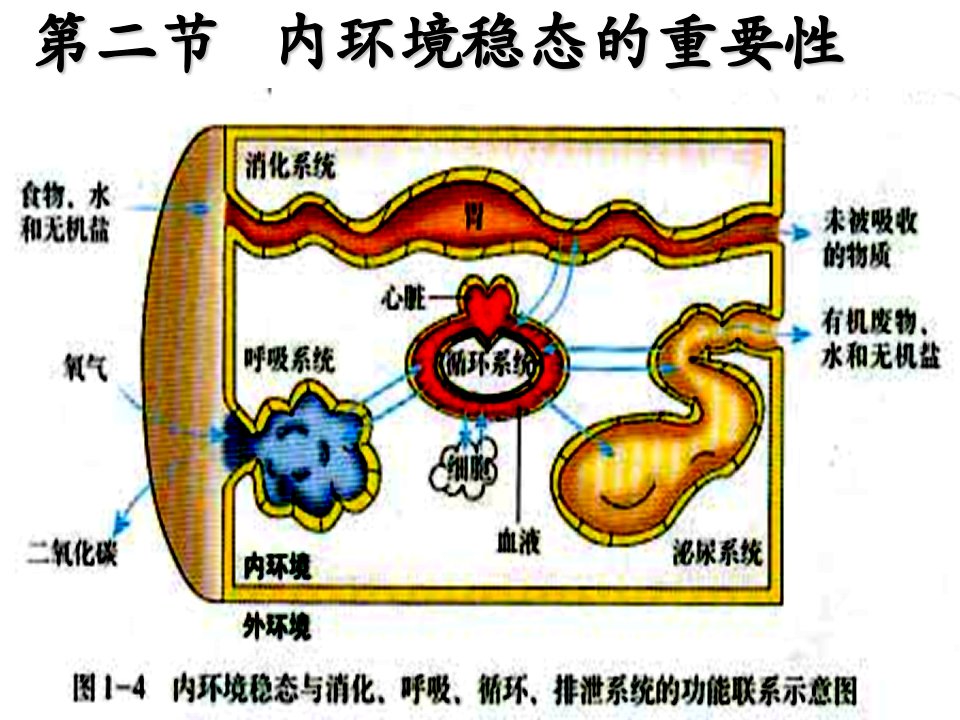 内环境稳态的重要性-副本