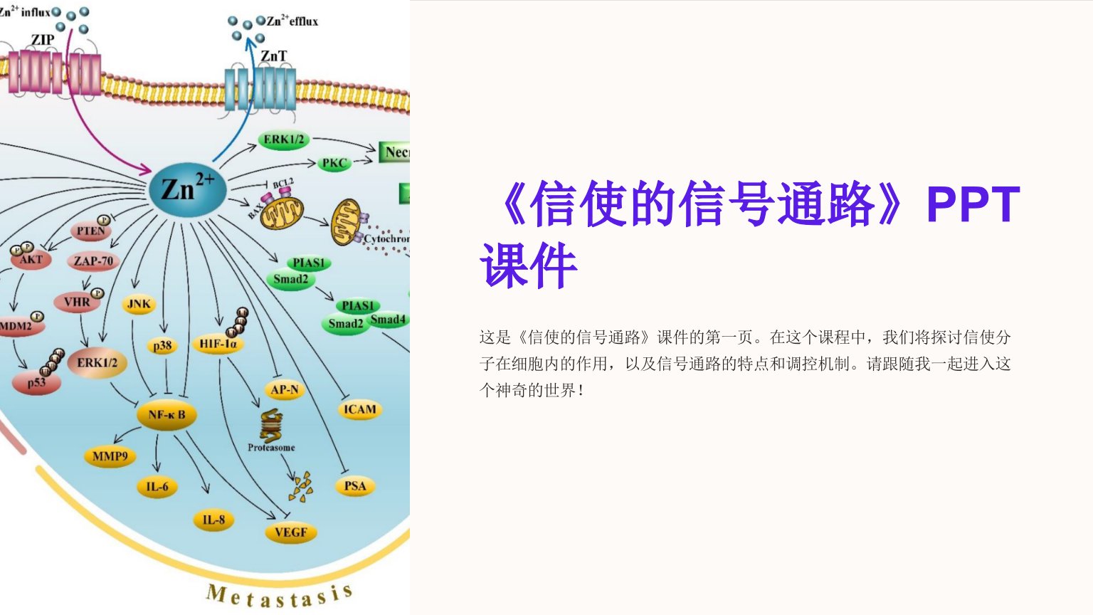 《信使的信号通路》课件