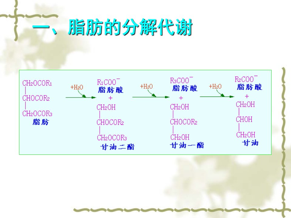 生物化学8脂类代谢ppt课件