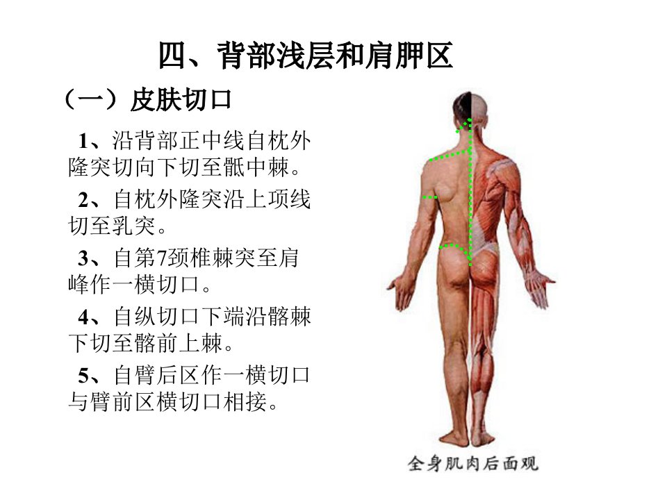 局部解剖学课件之四肢背面