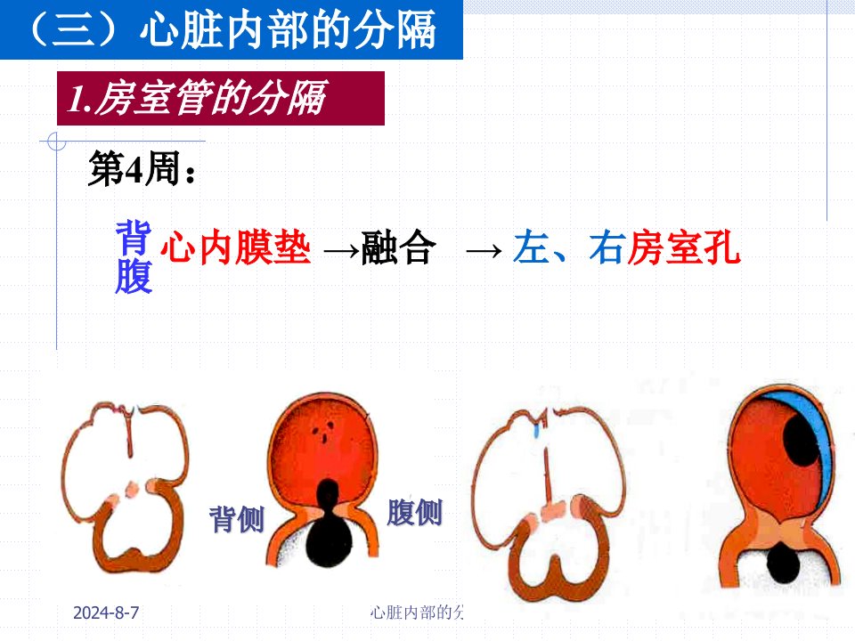 《心脏内部的分隔》PPT课件