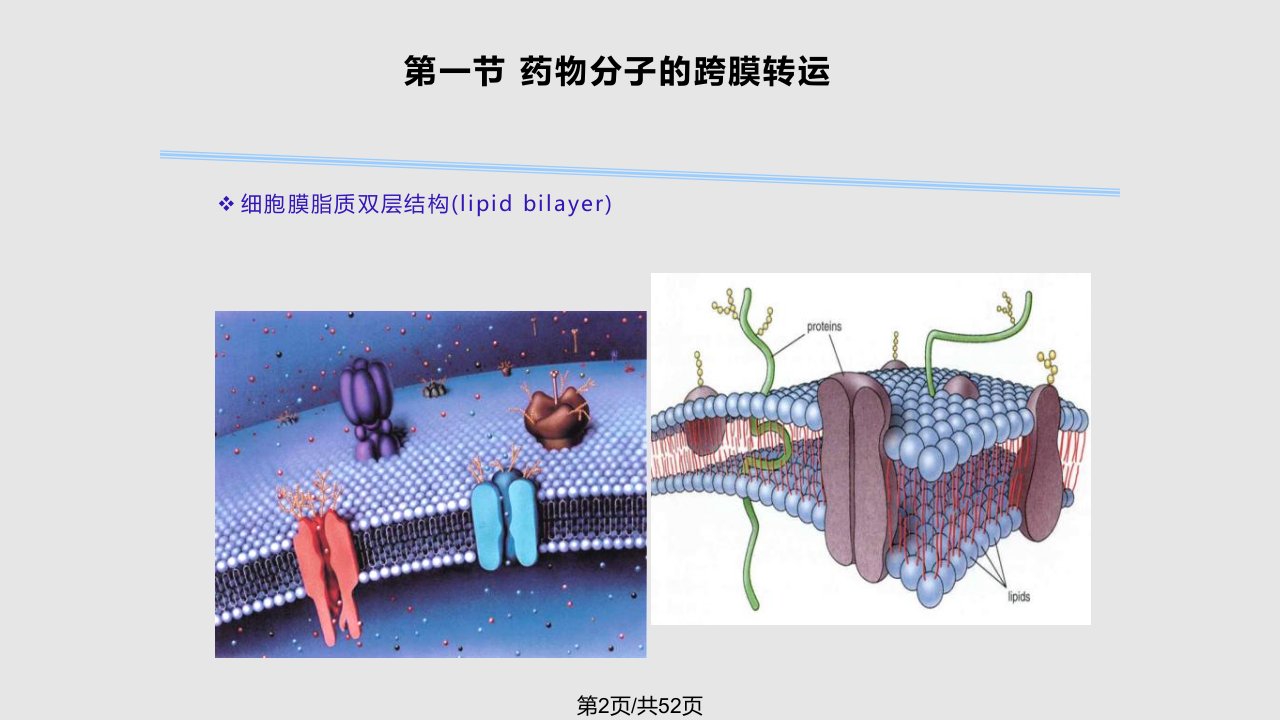 第2章药物代谢动力学