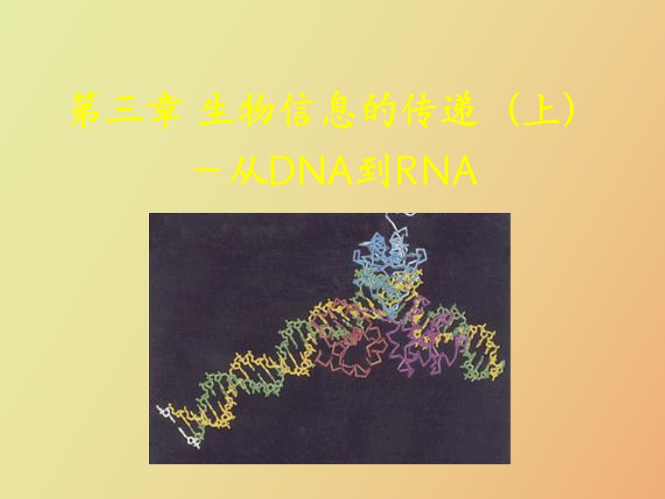 生物化学生物信息的传递上从DNA到RNA