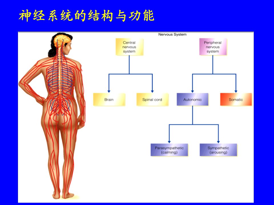 第2章神经系统药理概论