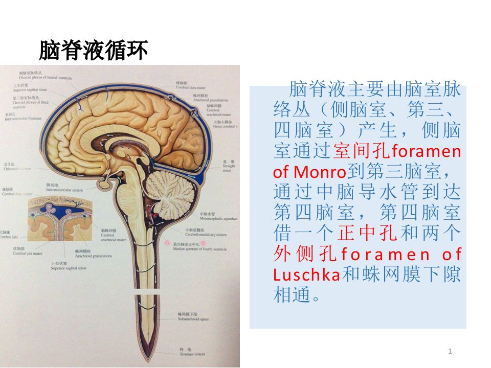 室管膜瘤PPT课件