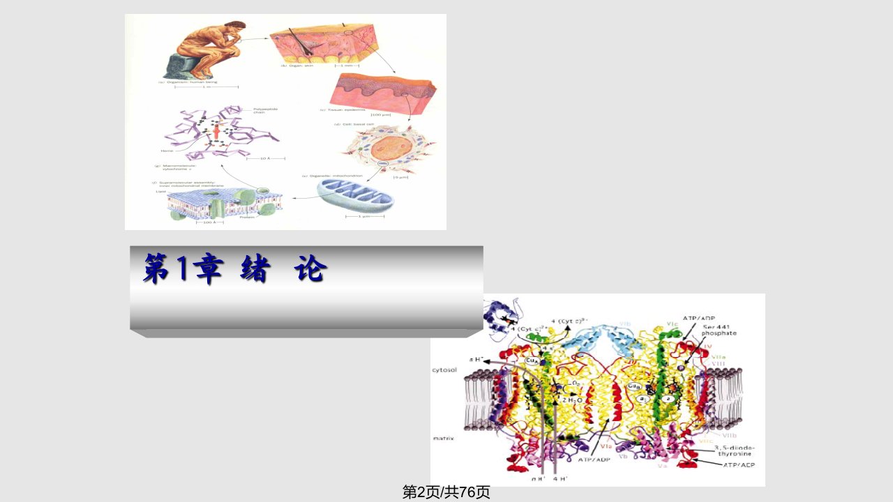 生物化学1绪论