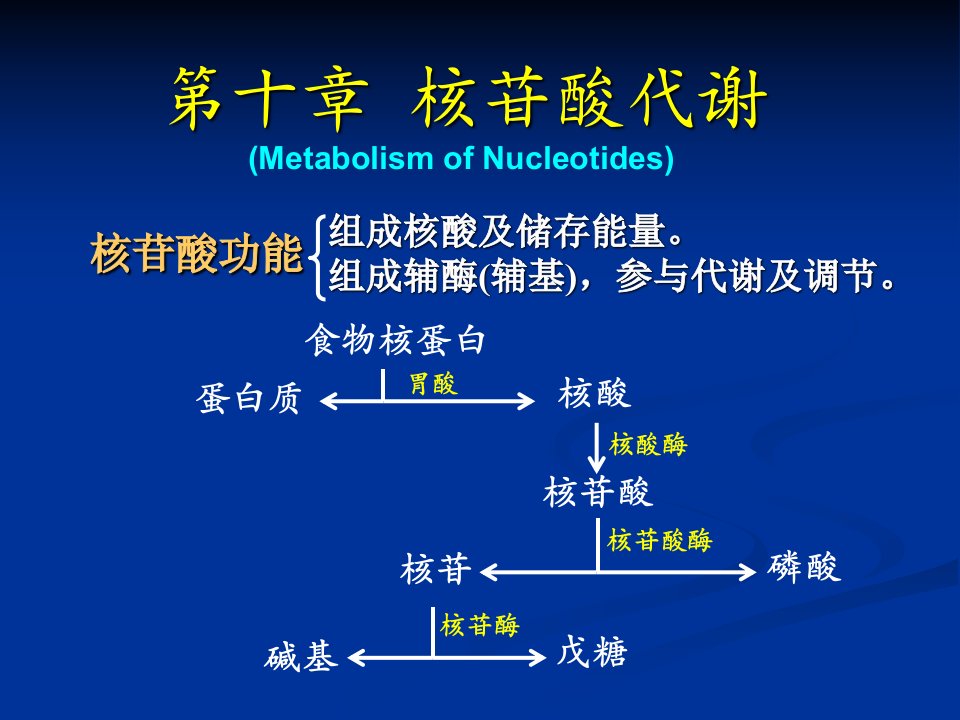 生物化学.第十章核苷酸代谢