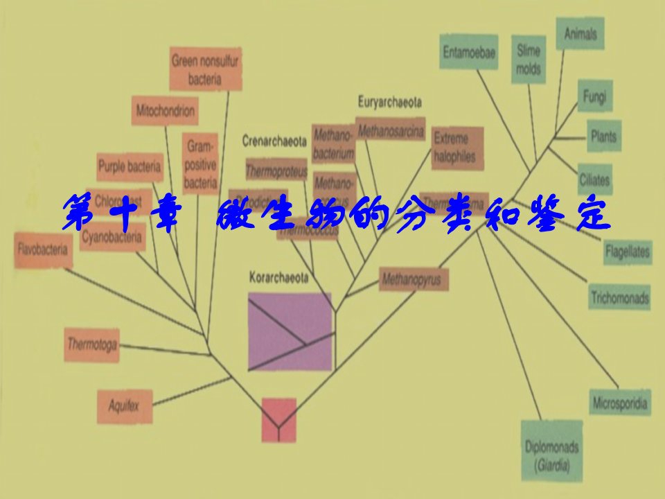 伯杰氏系统细菌学手册