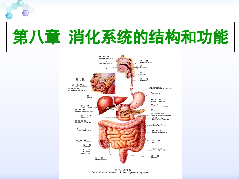 消化系统结构功能