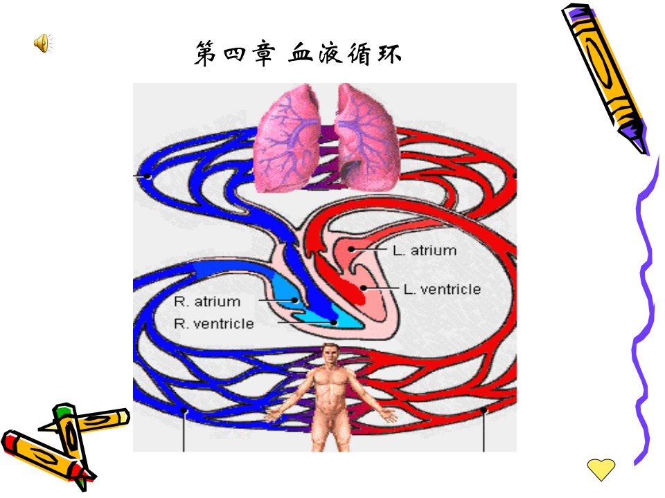 第四章血液循环MicrosoftPowerPoint演示文稿