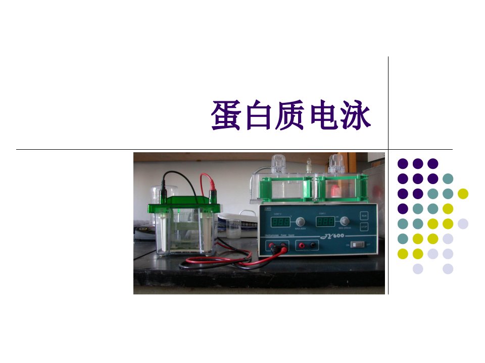 蛋白质电泳