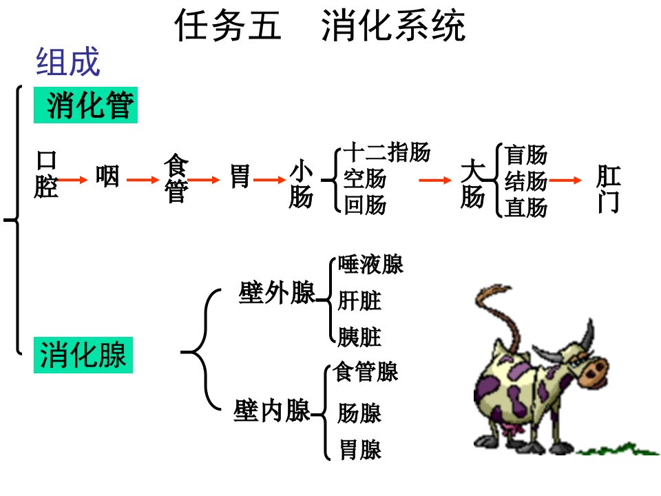 畜禽解剖学——消化系统教学