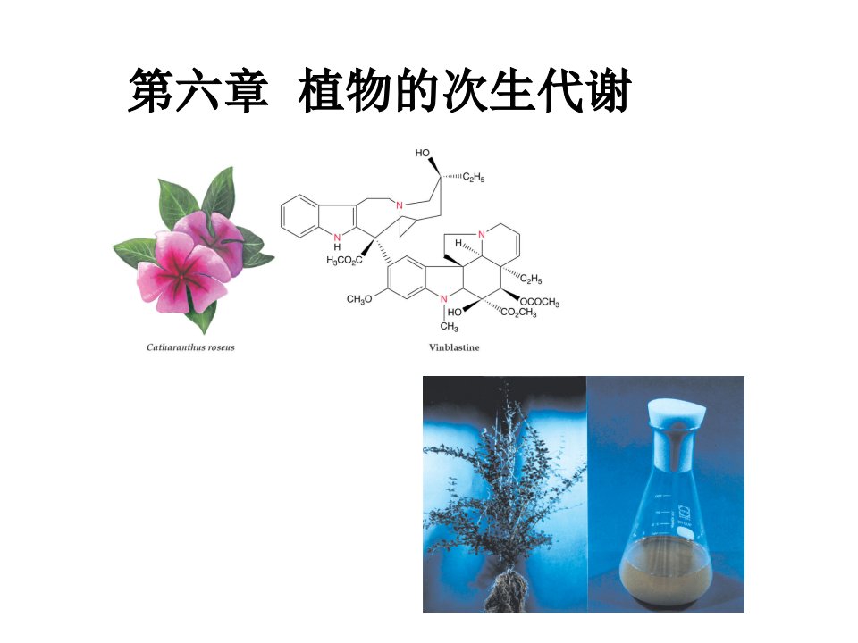 植物生理学