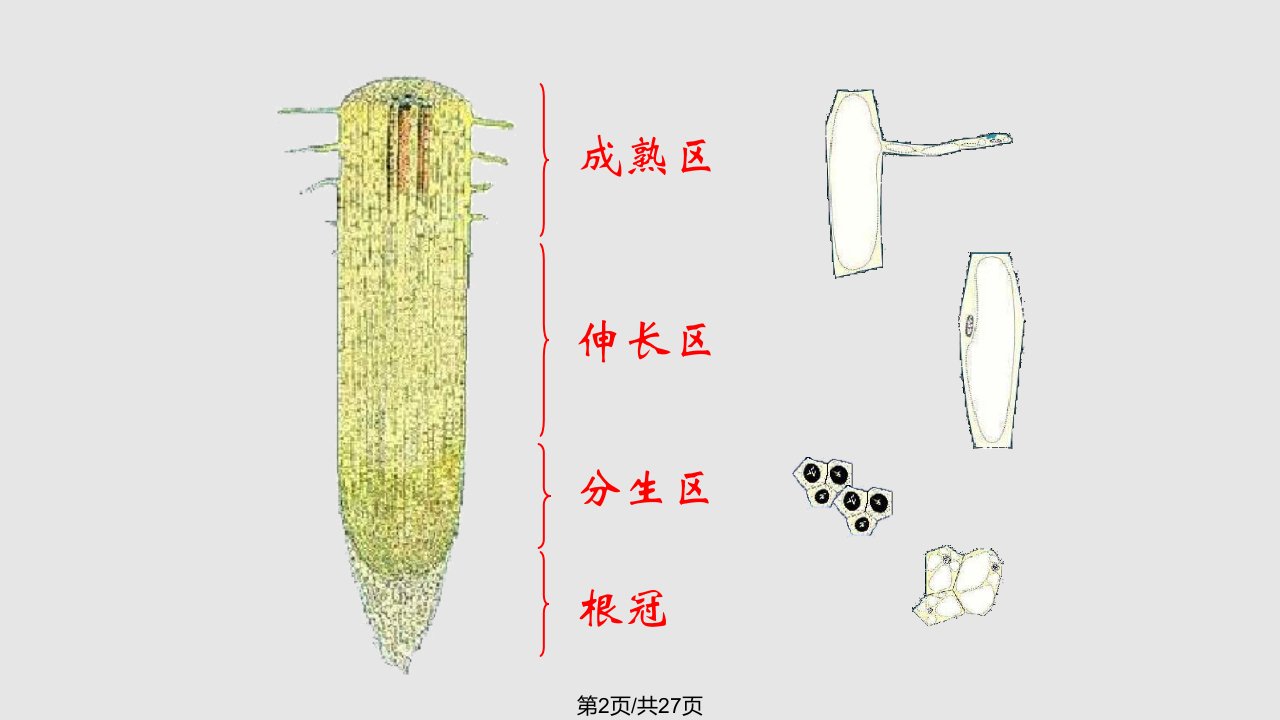 植物的六大器官04400