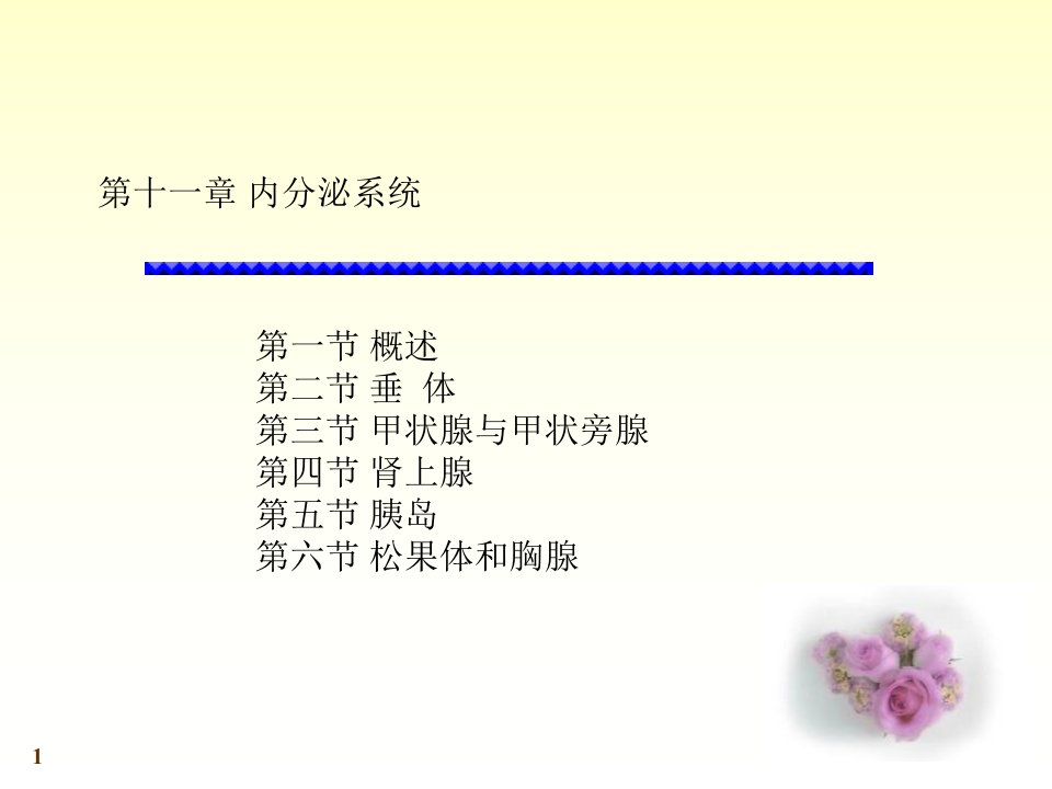 系统解剖学-内分泌系统