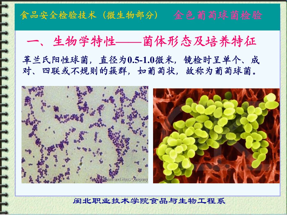 微生物-金黄色葡萄球菌资料