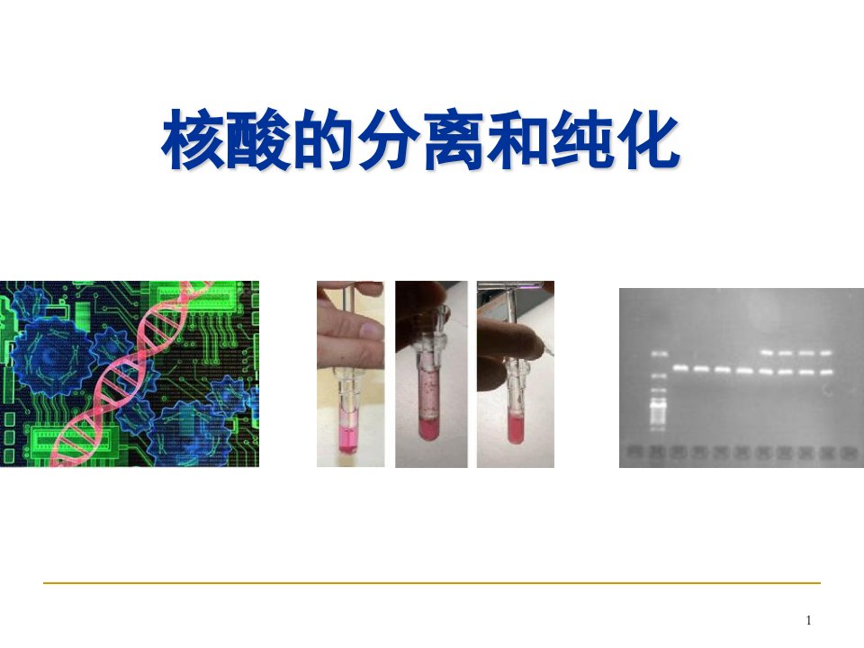 核酸分离和纯化