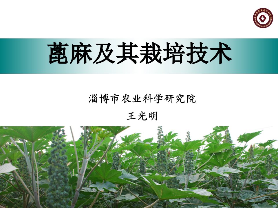 《蓖麻及其栽培技术》PPT课件