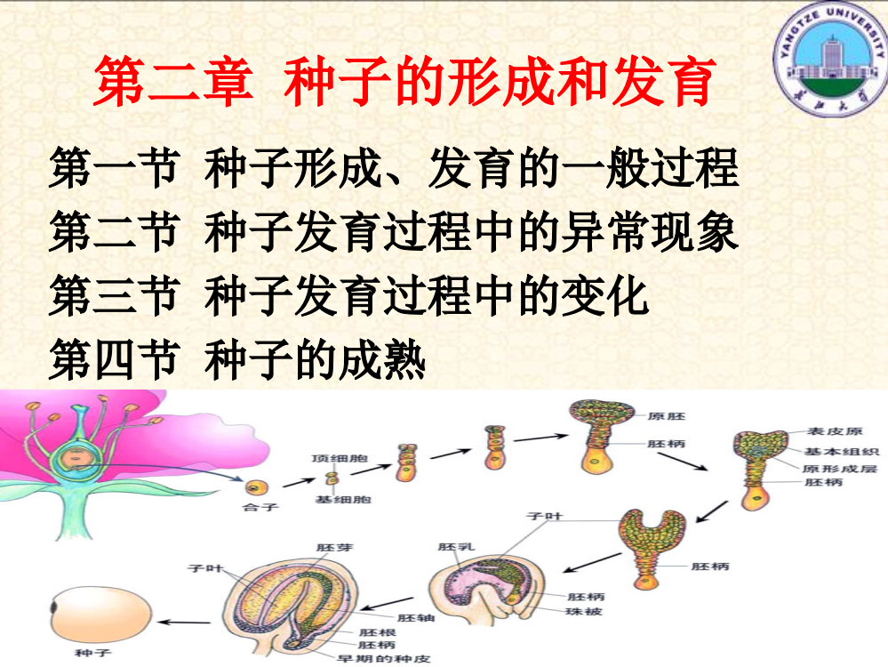 种子的形成和发育