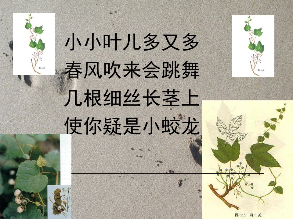 爬山虎的脚优秀课件特等奖