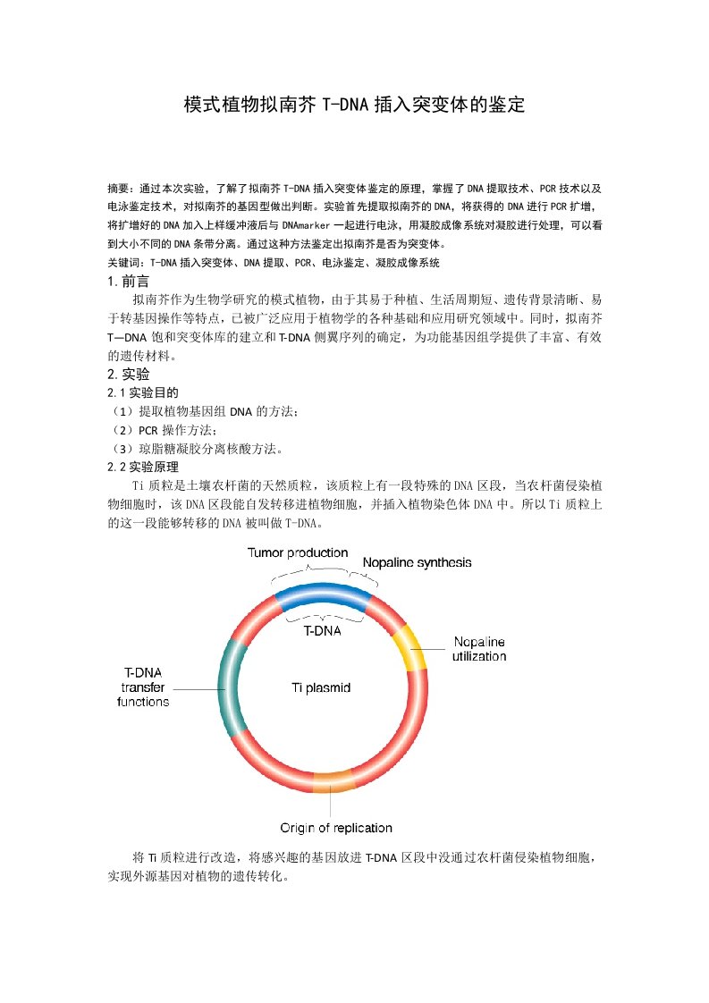 模式植物拟南芥t-dna插入突变体的鉴定